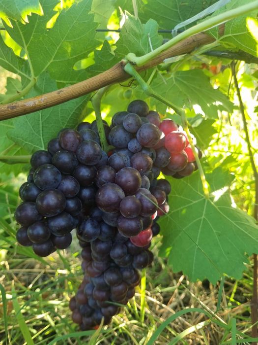 Producator Vand struguri pentru vin