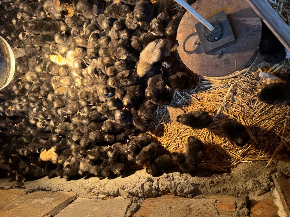 Продавам пилета на 10 дни