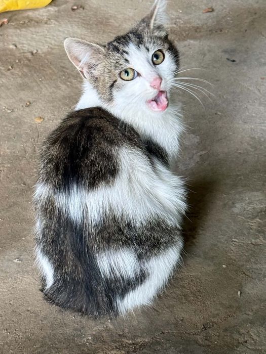 3 котенца търсят нов дом