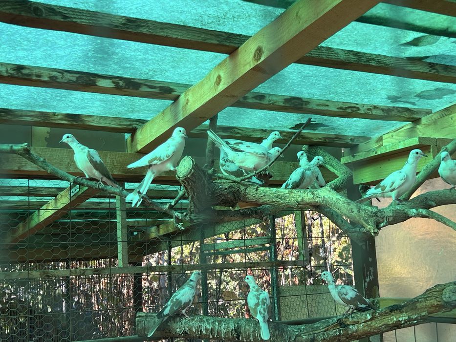 Vand Turturele Razatoare