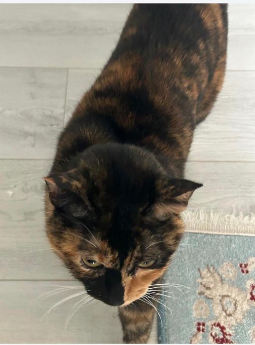 Отдам кошку в хорошие руки