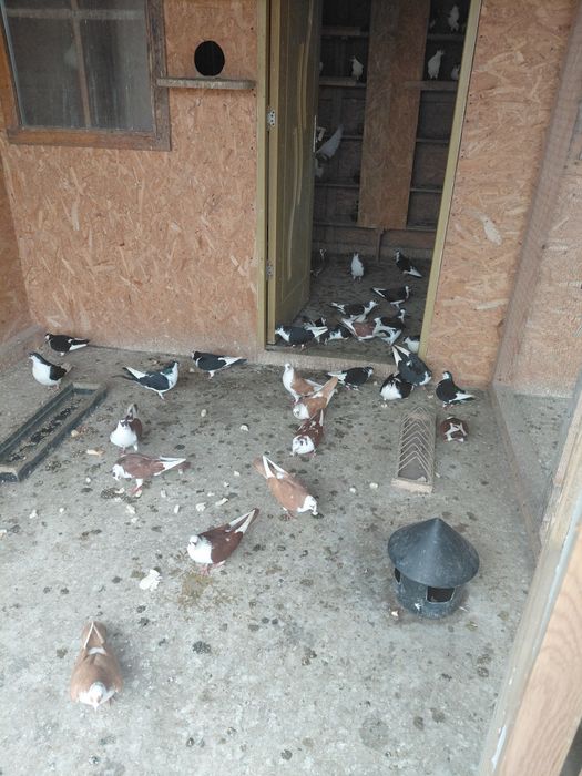 Porumbei galateni cu joc foarte bun