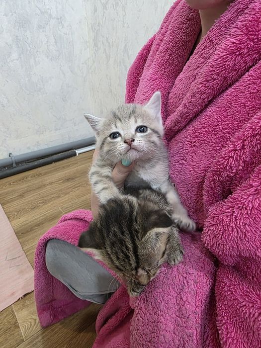 Продам котят шотландцев