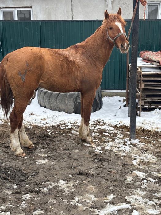 Дөнен міңгі жуас сатылады