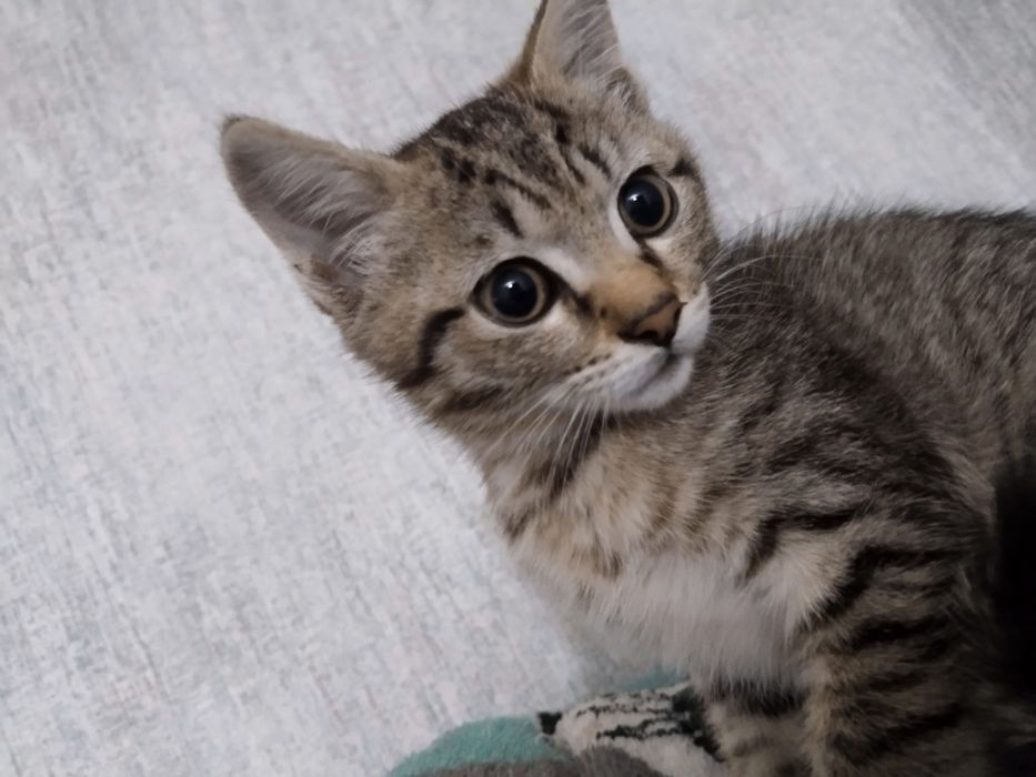 Срочно ищем дом котенку