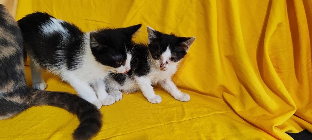 Котята бесплатно