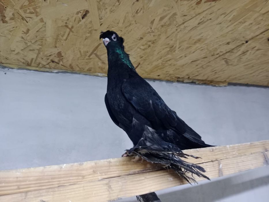 Продам   голубей