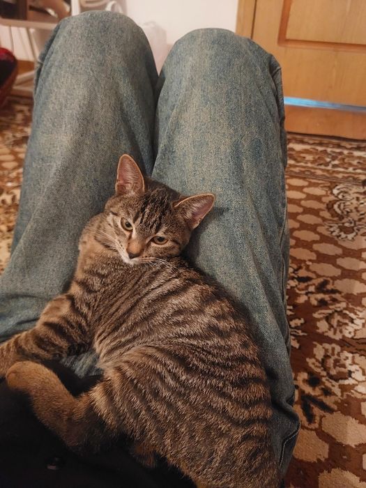 Срочноо. Британская короткошёрстная