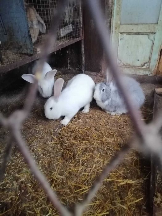 Продаются кролики