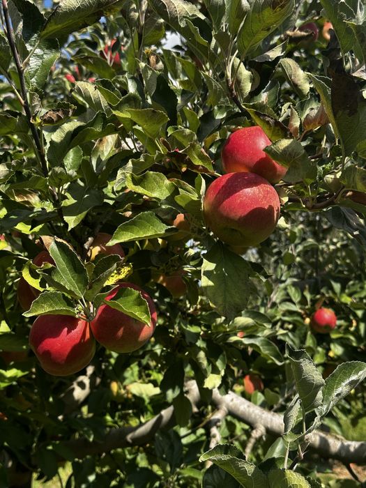 Mere idared de vanzare