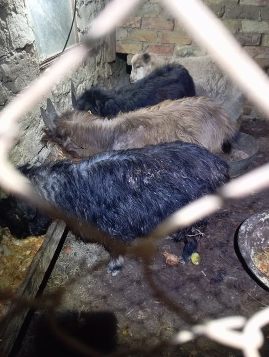 Лақтар сатылады. Сабалақта.