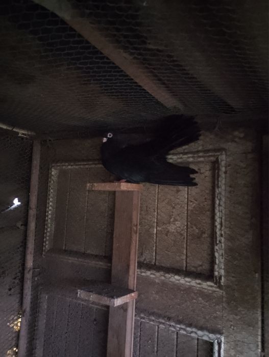 Гълъби, пауни, фазан