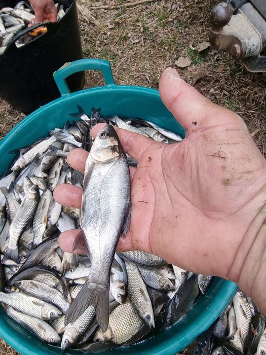 Puiet crap  romanesc , cteno ( amur ) , fitofag , novac , crap ornamen