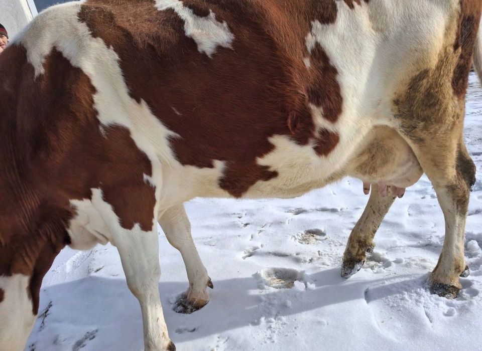 Продам корову стельная,,,