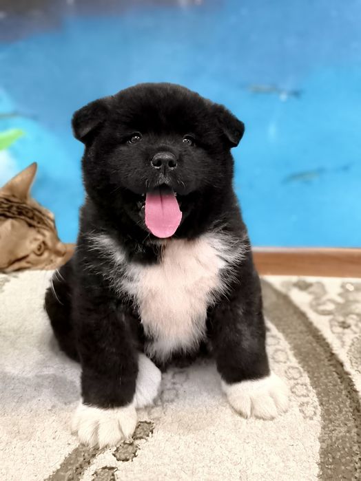 Продается щенок Американской акиты