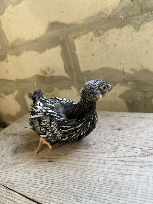Wyandotte si Australorp negru 6 saptamani/4 saptamani