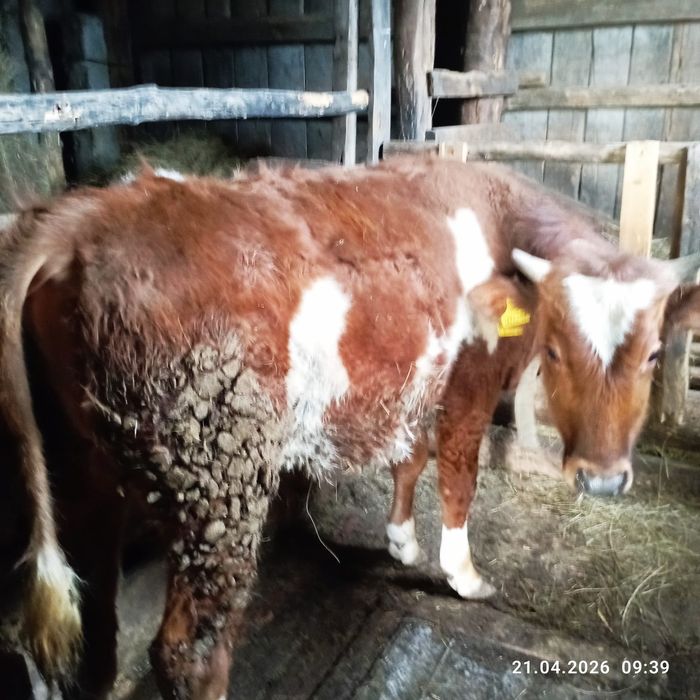 Продается бычок!