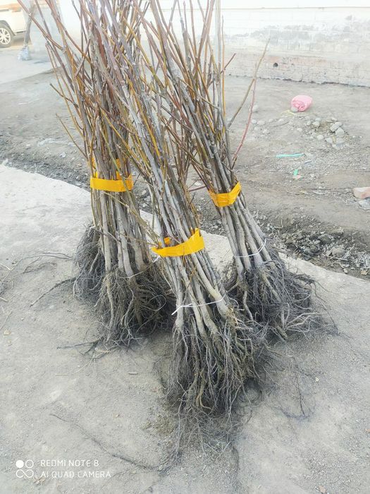 Карлик ок магиз кучатларга заказ ол