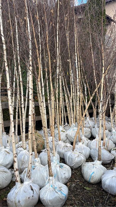 Mestecan cu coaja alba decorativ pentru gradina dumneavoastra