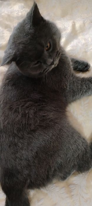 Зотдор мушук сотилади