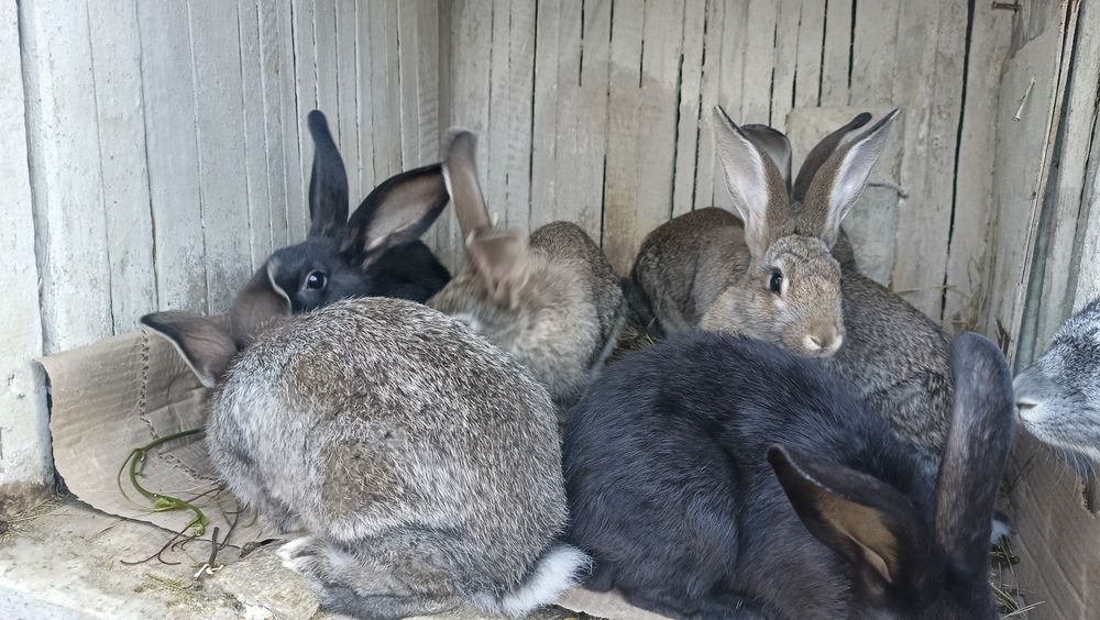 Продам крольчат...