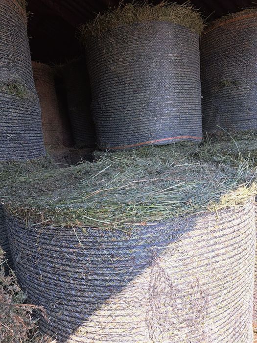 Baloti lucerna / Baloti 1,2 m/Baloti rotunzi lucerna coasa 4/Baloti