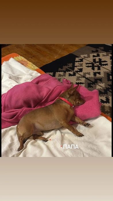 Щенки чихуахуа 2 месяца