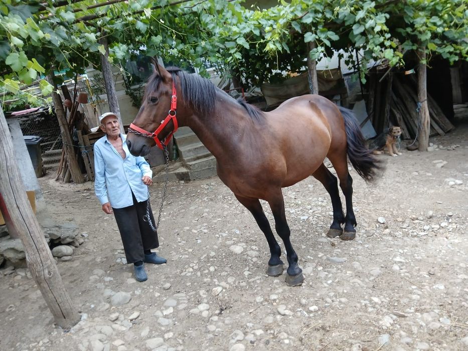 Cal de vânzare  parau vale