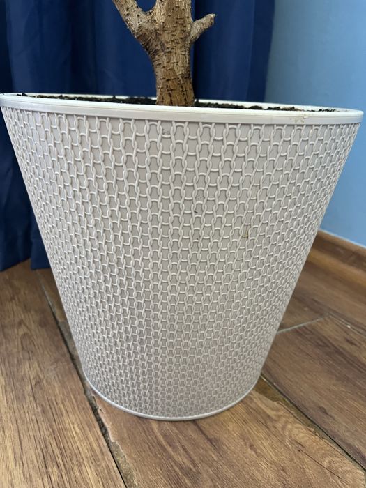 Фикус дерево в дорогом горшке