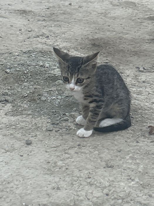 кошки 2месяц бесплатно!