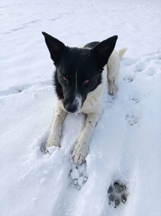 Красавица Леди ищет дом!