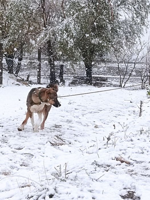 Тазы 7 айлық Төбет Бір жасқа толды