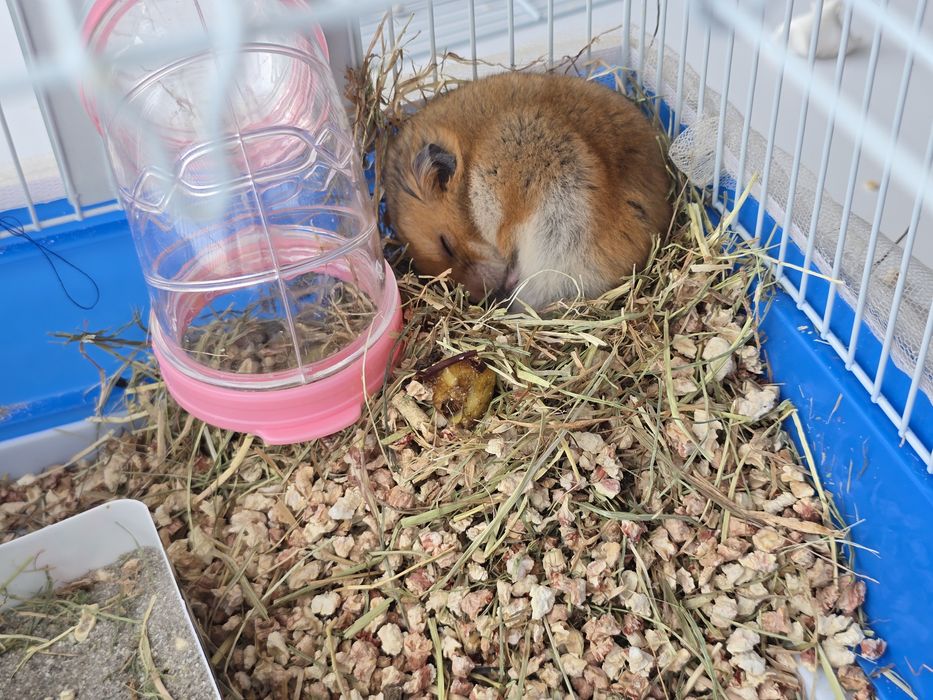 Сирийский хомяк с клеткой