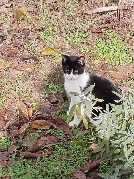 Donez pisici de curte.