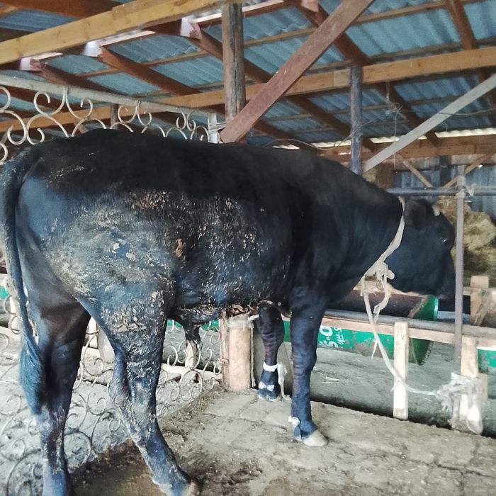 Бұқалар 1.5-2 жас