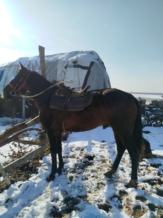 Айғыр бесті Жеребец