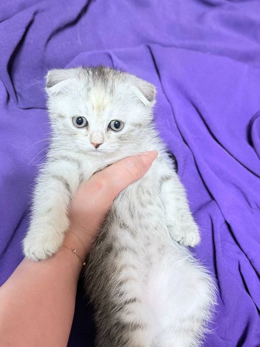 Продам котят вислоухие