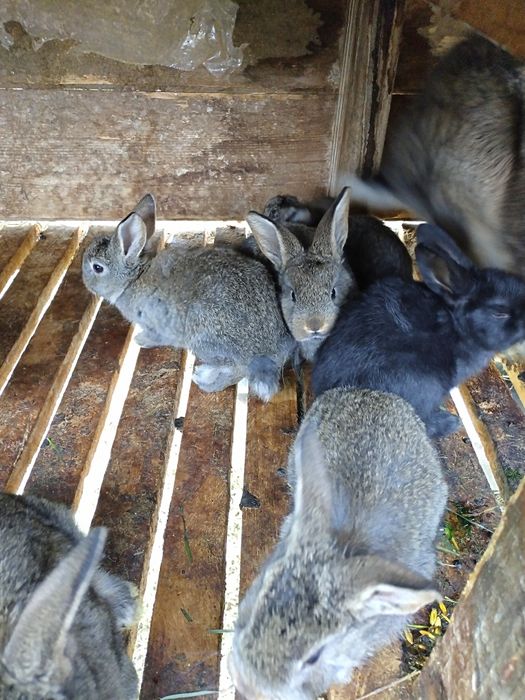 Pui iepure uriaș german