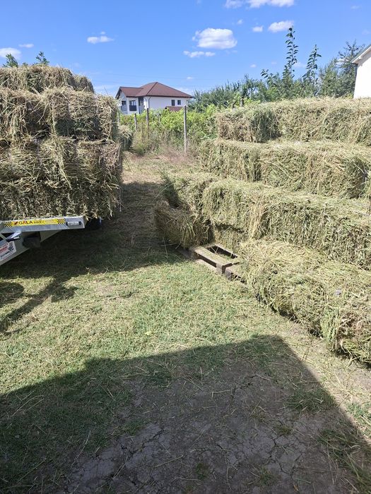 Baloti lucerna , in Maracineni