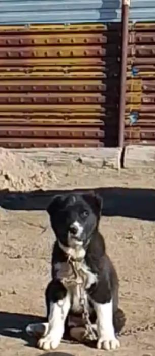 Алабай сао щенок