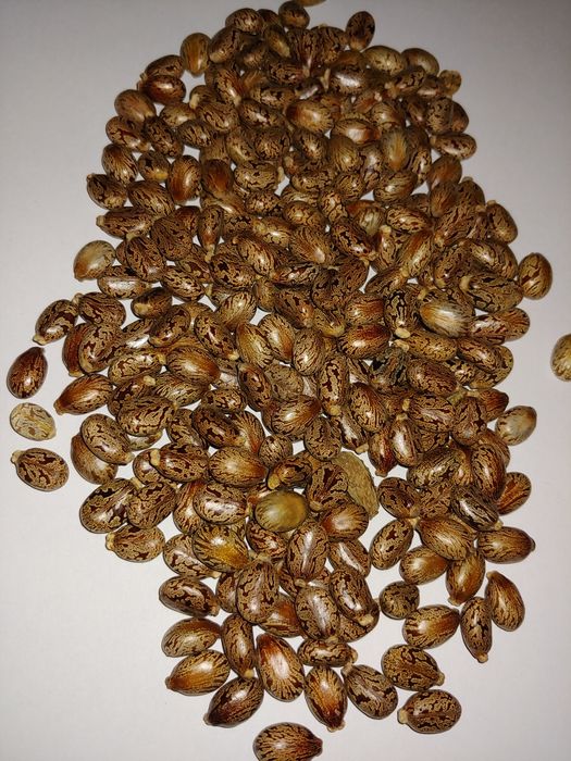 Vand seminte ricin decapsulate