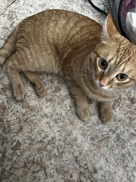 Отдам кота в добрые руки