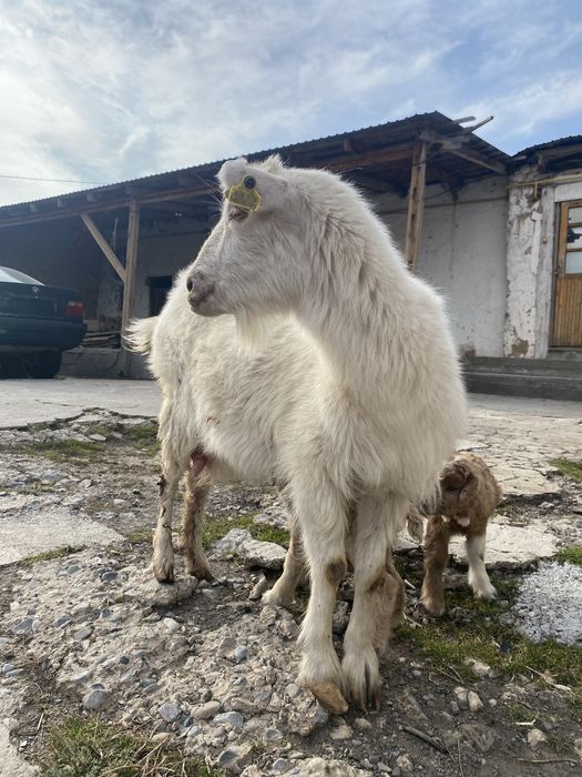 Ешкі егіз лағымен