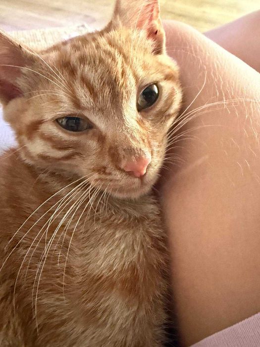Pui Pisica adoptie
