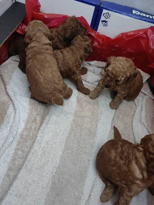 Прекрасни мини пуделчета