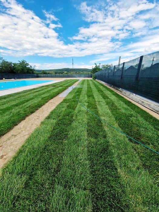 Gazon Rulou Premium  - 30 lei/MP Transport Gratuit