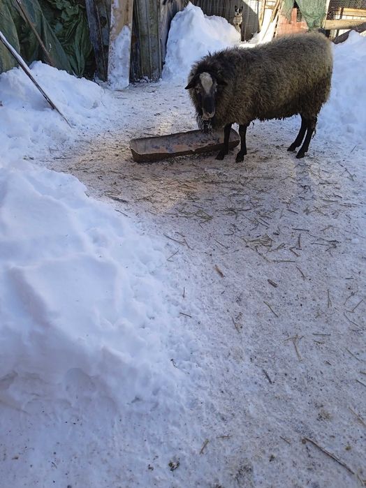 De vânzare berbec Romanov