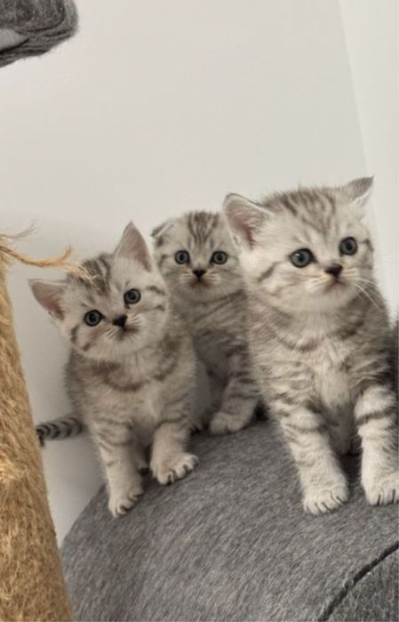 Прямоушки и Вислоушки