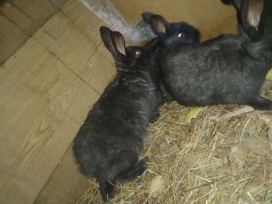 Кролики крол кролиха