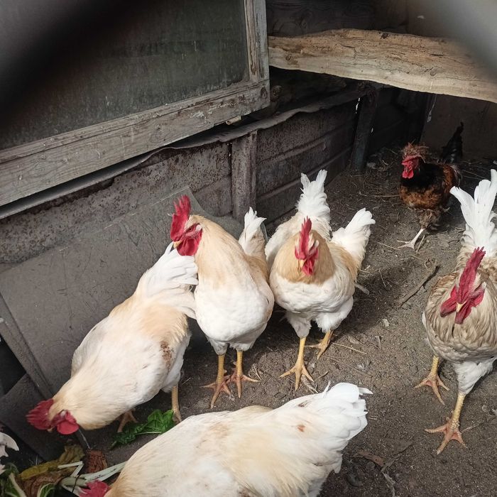 Продам петухов Браун Ник